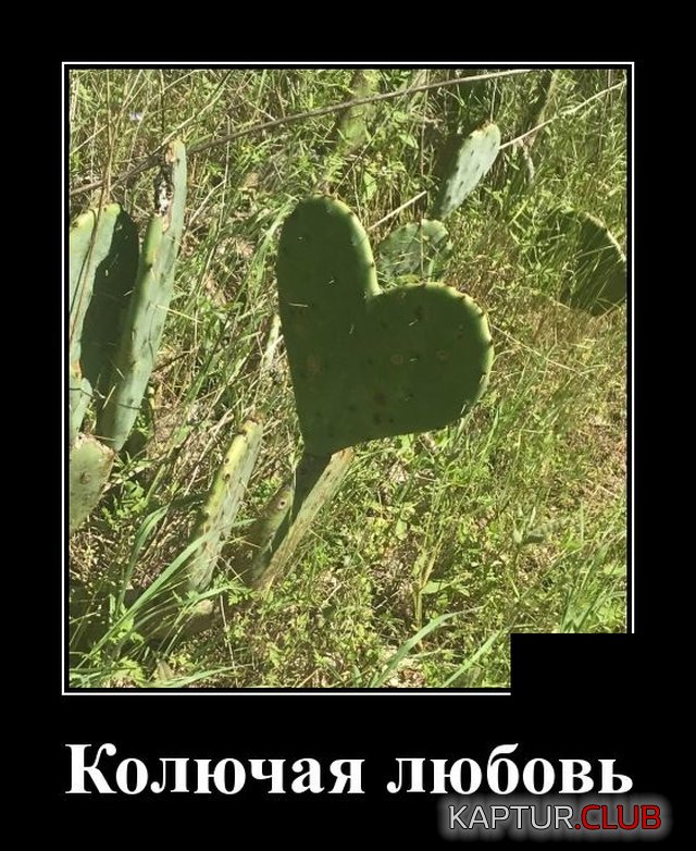1594391796_demotivatory_03.jpg | Рено Каптур Клуб Россия | Форум KAPTUR.SU
