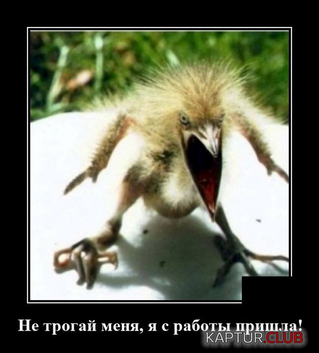 1596286282_1596029795_demotivatory_04.jpg | Рено Каптур Клуб Россия | Форум KAPTUR.SU