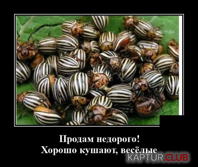1596544604_demotivatory_03.jpg | Рено Каптур Клуб Россия | Форум KAPTUR.SU