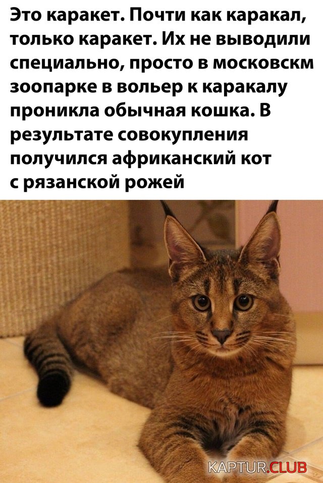 1597928040_podb_01.jpg | Рено Каптур Клуб Россия | Форум KAPTUR.SU