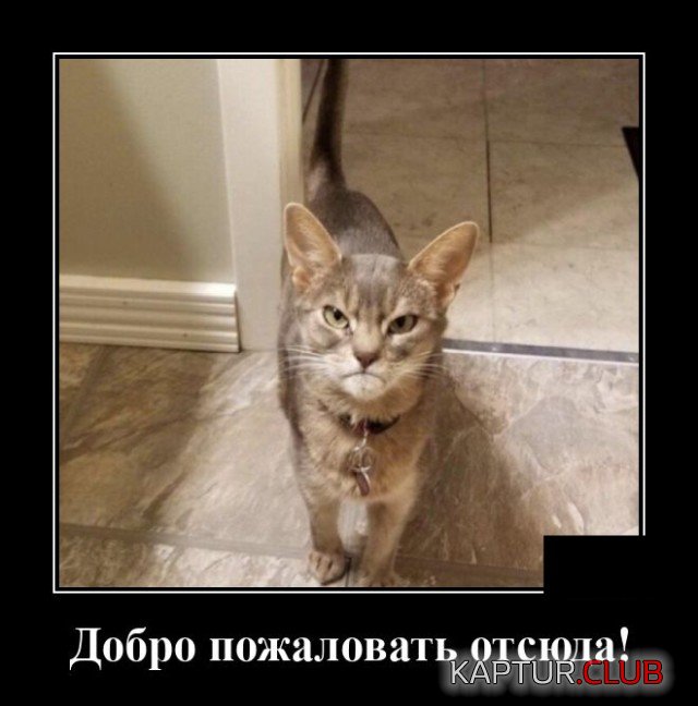 1598354272_demotivatory_16.jpg | Рено Каптур Клуб Россия | Форум KAPTUR.SU