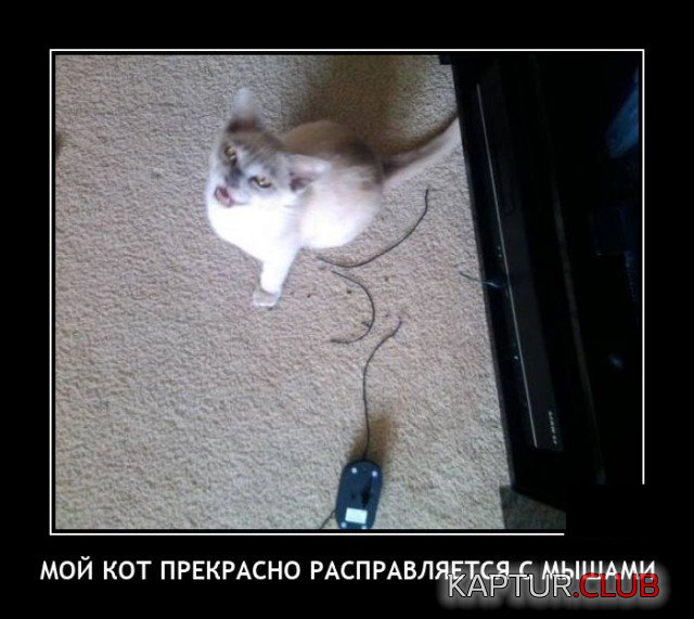 1598621726_demotivatory_18.jpg | Рено Каптур Клуб Россия | Форум KAPTUR.SU