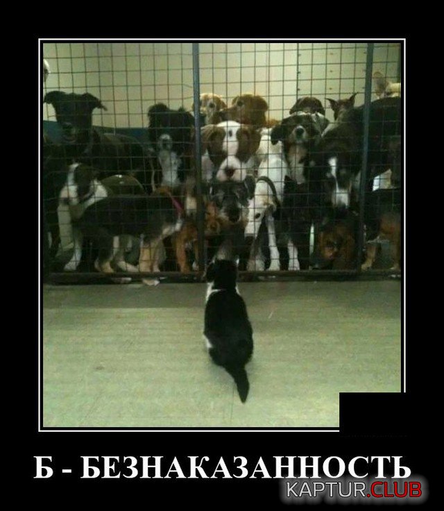 1599654074_demotivatory_18.jpg | Рено Каптур Клуб Россия | Форум KAPTUR.SU