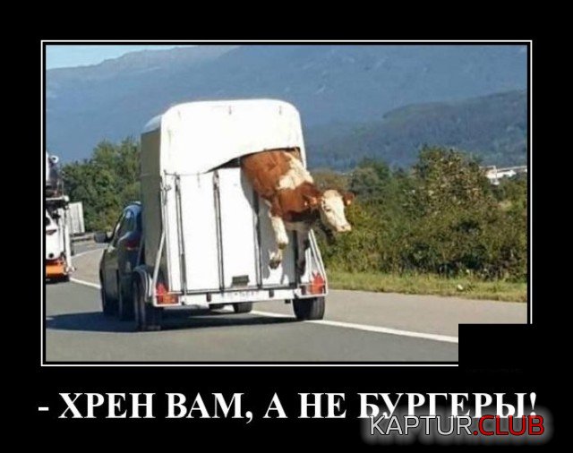 1600696789_demotivatory_16.jpg | Рено Каптур Клуб Россия | Форум KAPTUR.SU