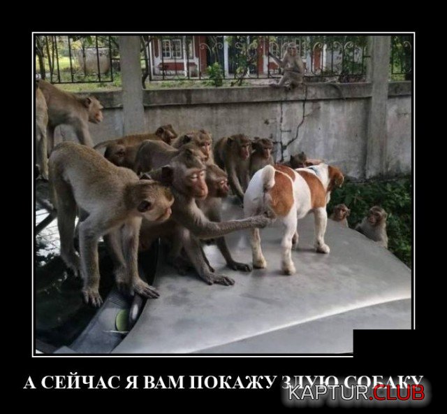 1601302532_demotivatory_11.jpg | Рено Каптур Клуб Россия | Форум KAPTUR.SU