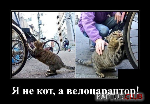 1601564310_demotivatory_02.jpg | Рено Каптур Клуб Россия | Форум KAPTUR.SU