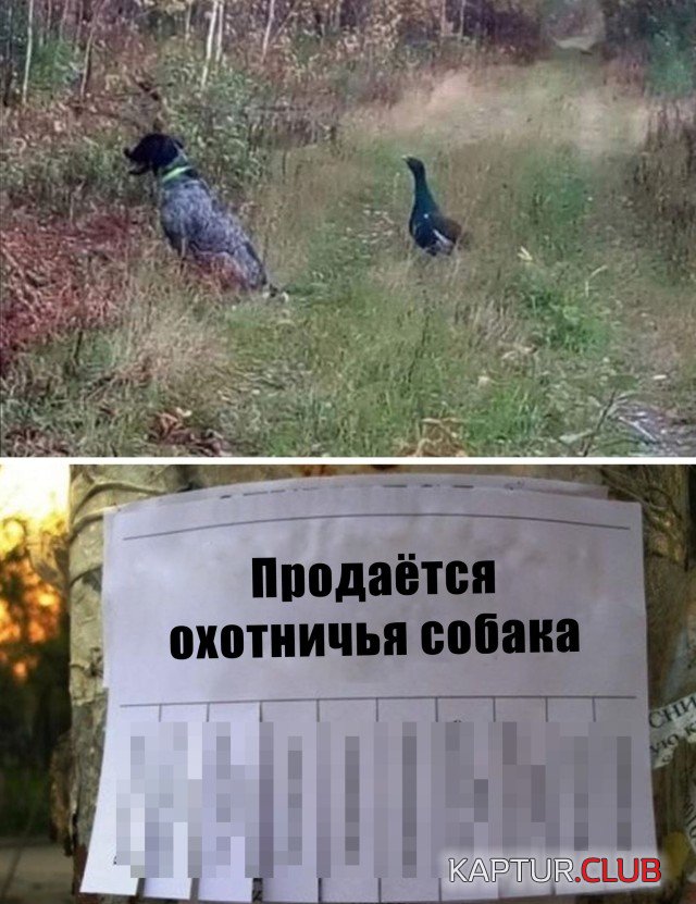 1602517958_podb_vecher_11.jpg | Рено Каптур Клуб Россия | Форум KAPTUR.SU