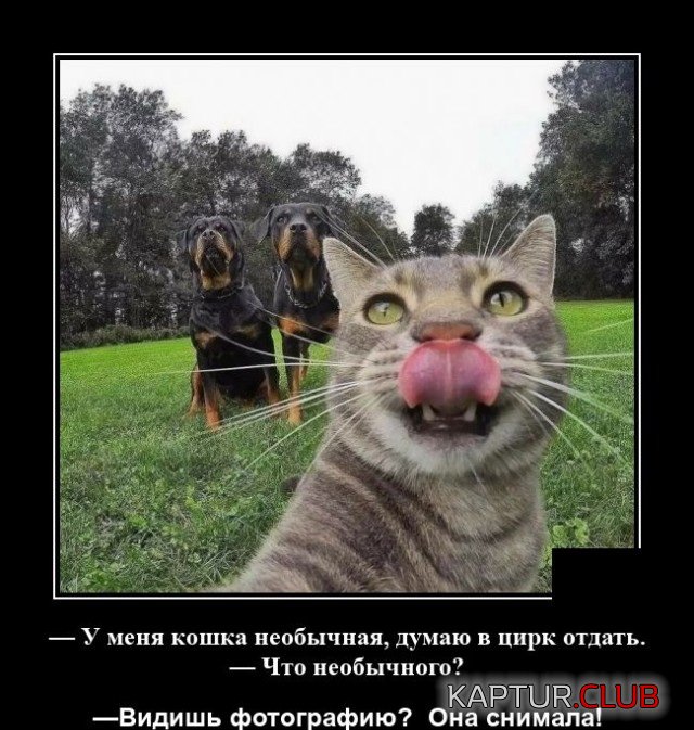 1603120480_demotivatory_13.jpg | Рено Каптур Клуб Россия | Форум KAPTUR.SU