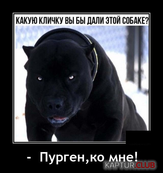1604326741_demotivatory_12.jpg | Рено Каптур Клуб Россия | Форум KAPTUR.SU