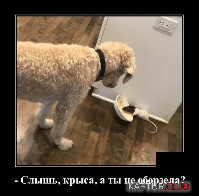 1605443492_203651_10_trinixy_ru.jpg | Рено Каптур Клуб Россия | Форум KAPTUR.SU