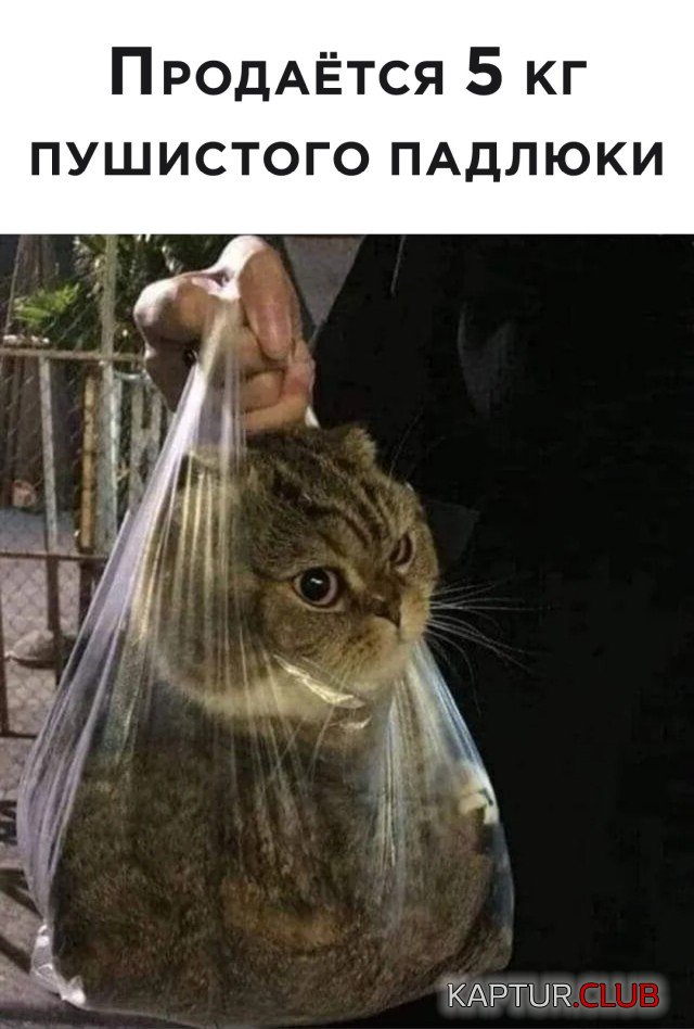1605629680_podb_06.jpg | Рено Каптур Клуб Россия | Форум KAPTUR.SU
