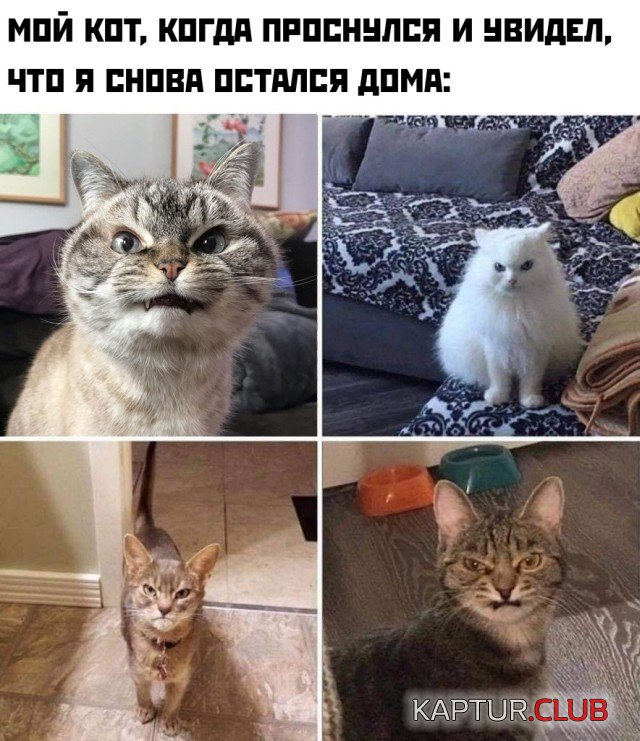 1620230910_podb_26.jpg | Рено Каптур Клуб Россия | Форум KAPTUR.SU