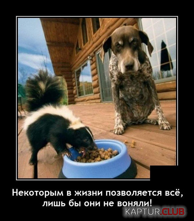 1621596341_demotivatory_15.jpg | Рено Каптур Клуб Россия | Форум KAPTUR.SU