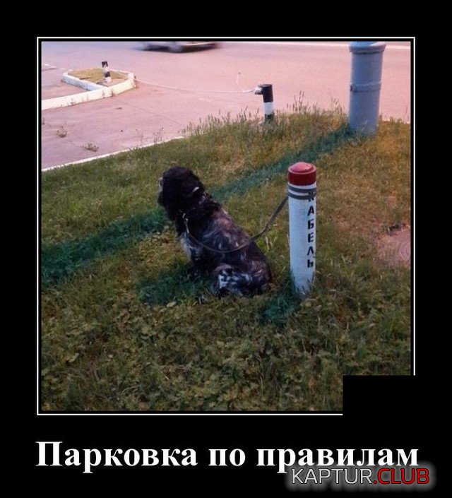 1621790435_1621343496_demotivatory_02.jpg | Рено Каптур Клуб Россия | Форум KAPTUR.SU