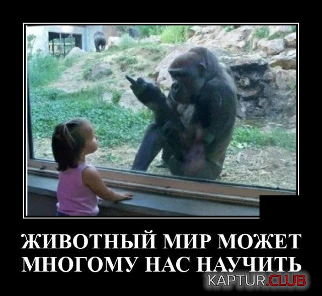 1623422680_demotivatory_20.jpg | Рено Каптур Клуб Россия | Форум KAPTUR.SU