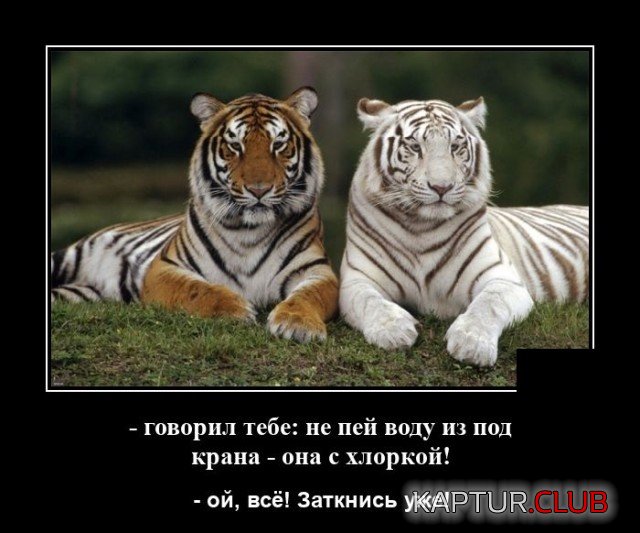 1627310643_demotivatory_07.jpg | Рено Каптур Клуб Россия | Форум KAPTUR.SU
