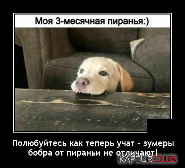 1628521594_demotivatory_09.jpg | Рено Каптур Клуб Россия | Форум KAPTUR.SU