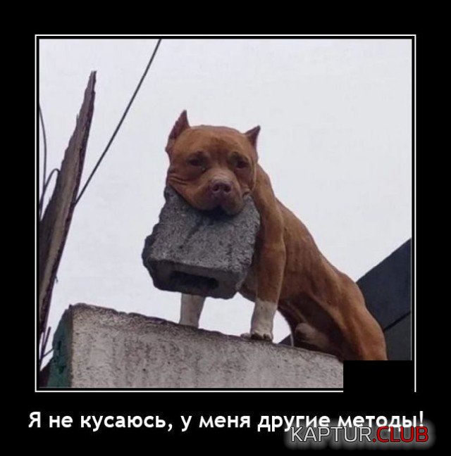 1628605940_demotivatory_02.jpg | Рено Каптур Клуб Россия | Форум KAPTUR.SU