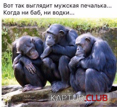 162886454.p.500.500.0.jpg | Рено Каптур Клуб Россия | Форум KAPTUR.SU