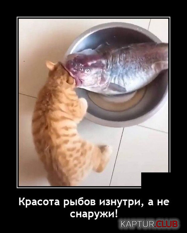 1629645500_1629199369_demotivatory_14.jpg | Рено Каптур Клуб Россия | Форум KAPTUR.SU