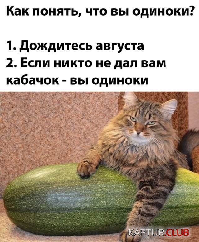 1629899502_podb_20.jpg | Рено Каптур Клуб Россия | Форум KAPTUR.SU