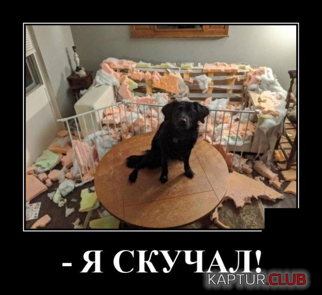 1631275025_demotivatory_17.jpg | Рено Каптур Клуб Россия | Форум KAPTUR.SU