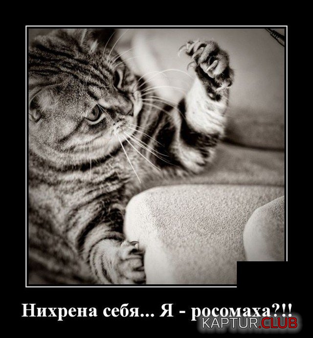 1631377792_1631189394_demotivatory_07.jpg | Рено Каптур Клуб Россия | Форум KAPTUR.SU
