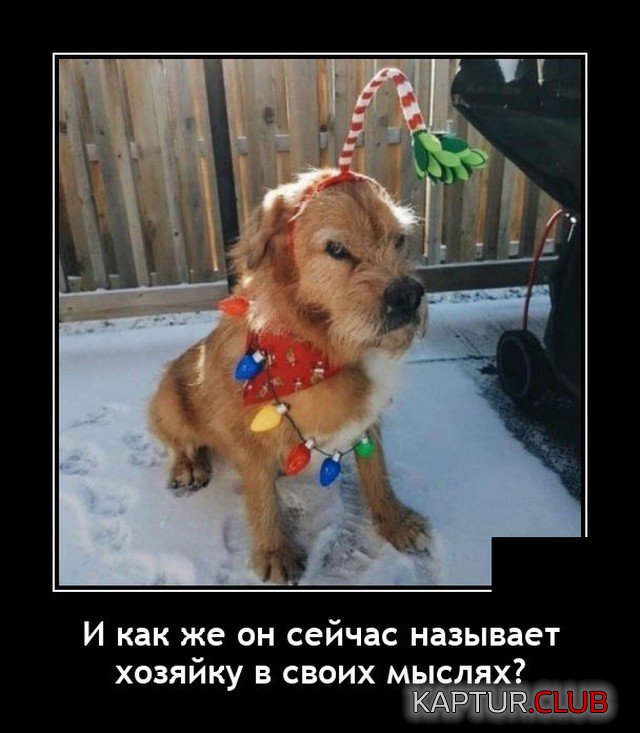 1631798136_demotivatory_14.jpg | Рено Каптур Клуб Россия | Форум KAPTUR.SU