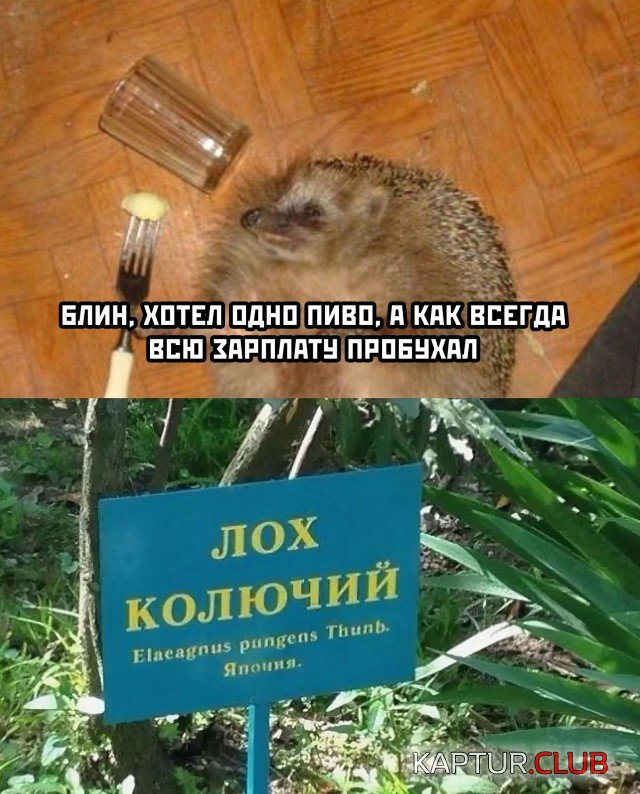 1632047201_1631805370_podb_15.jpg | Рено Каптур Клуб Россия | Форум KAPTUR.SU