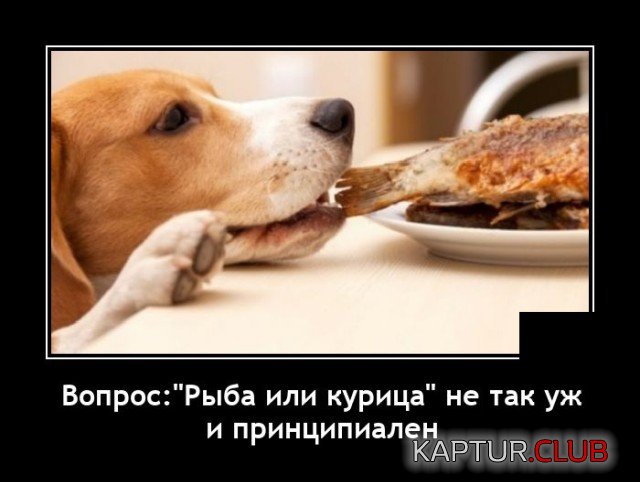 1632052903_1631714517_demotivatory_11.jpg | Рено Каптур Клуб Россия | Форум KAPTUR.SU