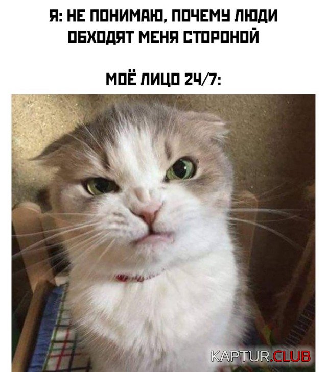 1633102185_podb_14.jpg | Рено Каптур Клуб Россия | Форум KAPTUR.SU