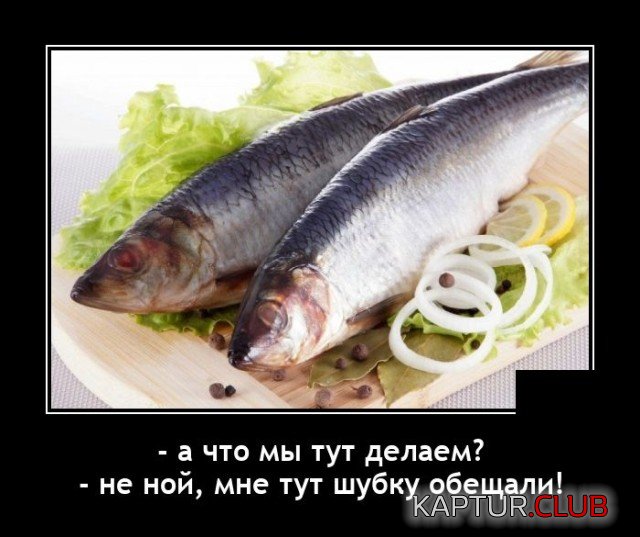 1633787087_1633611414_demotivatory_07.jpg | Рено Каптур Клуб Россия | Форум KAPTUR.SU