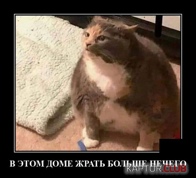 1634215447_demotivatory_11.jpg | Рено Каптур Клуб Россия | Форум KAPTUR.SU