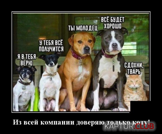 1634310139_demotivatory_02.jpg | Рено Каптур Клуб Россия | Форум KAPTUR.SU