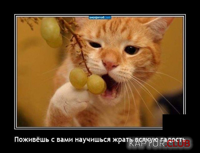 1635243986_demotivatory_03.jpg | Рено Каптур Клуб Россия | Форум KAPTUR.SU