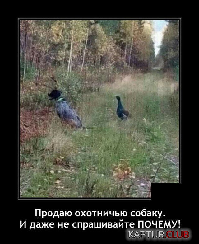1635334630_demotivatory_20.jpg | Рено Каптур Клуб Россия | Форум KAPTUR.SU