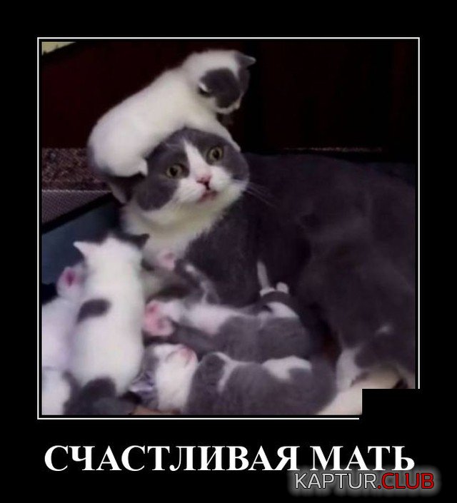 1635771857_demotivatory_19.jpg | Рено Каптур Клуб Россия | Форум KAPTUR.SU