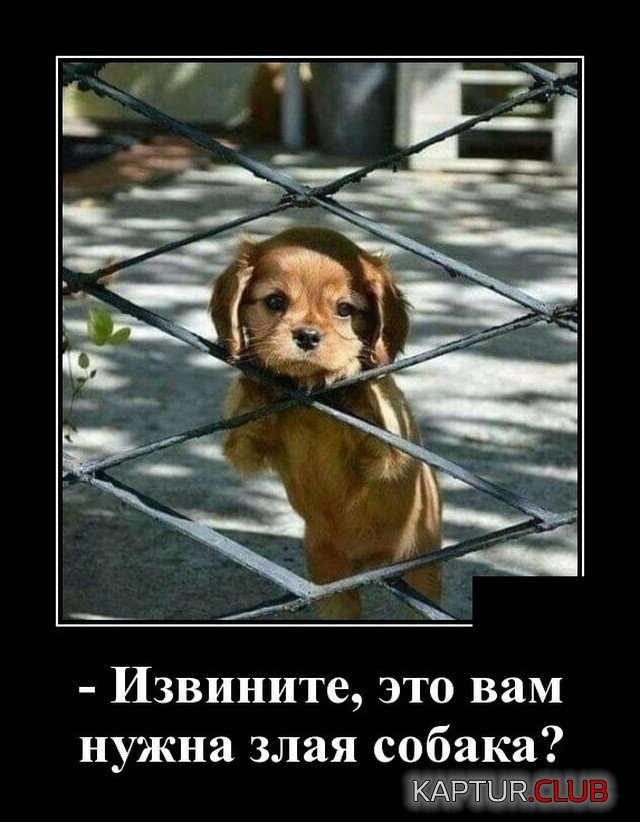 1636724812_demotivatory_05.jpg | Рено Каптур Клуб Россия | Форум KAPTUR.SU