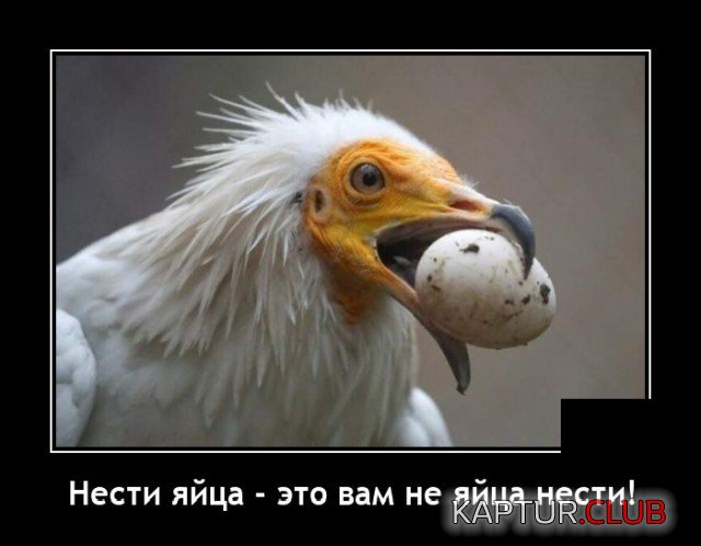 1637153020_demotivatory_07.jpg | Рено Каптур Клуб Россия | Форум KAPTUR.SU