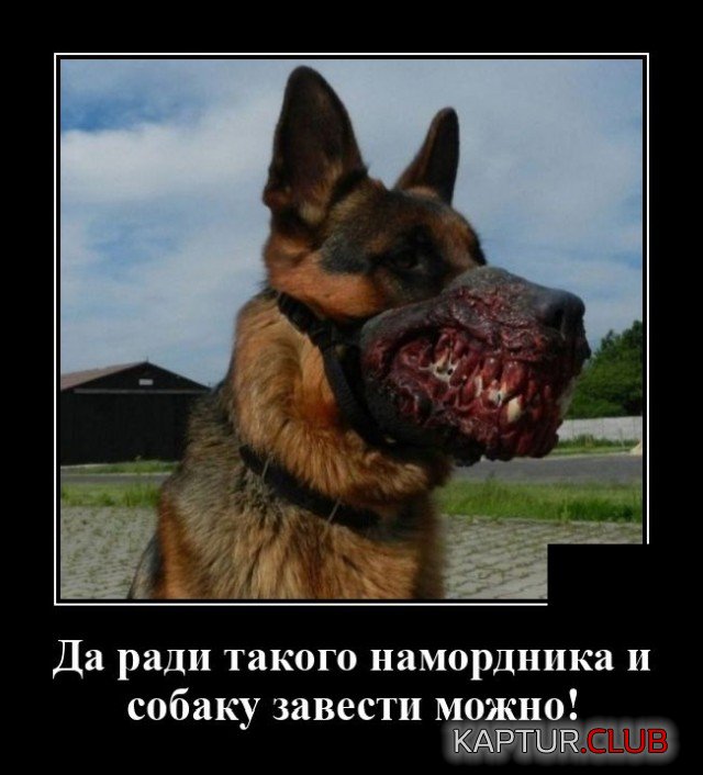 1637578963_demotivatory_05.jpg | Рено Каптур Клуб Россия | Форум KAPTUR.SU