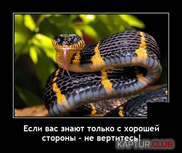 1638102196_1637849644_demotivatory_15.jpg | Рено Каптур Клуб Россия | Форум KAPTUR.SU