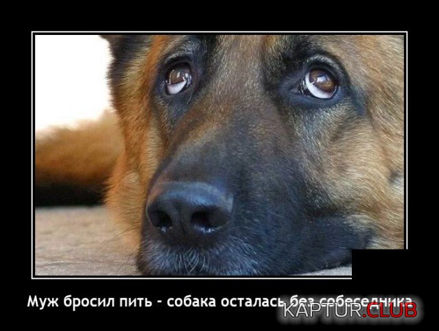 1638449379_1638269521_demotivatory_11.jpg | Рено Каптур Клуб Россия | Форум KAPTUR.SU