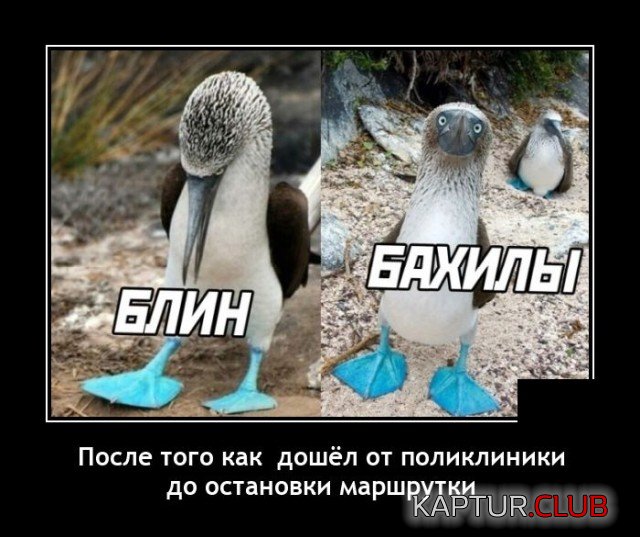 1638449399_1638269498_demotivatory_19.jpg | Рено Каптур Клуб Россия | Форум KAPTUR.SU
