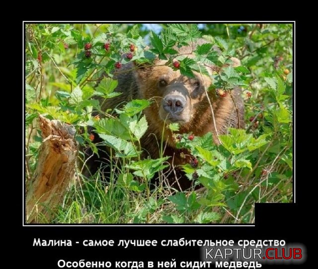1643800814_demotivatory_05.jpg | Рено Каптур Клуб Россия | Форум KAPTUR.SU