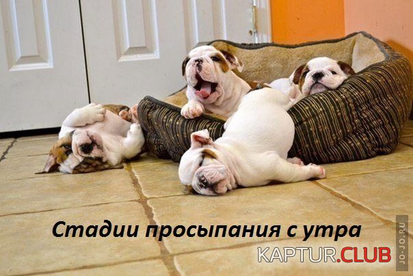 1644705172_images_8238.jpg | Рено Каптур Клуб Россия | Форум KAPTUR.SU