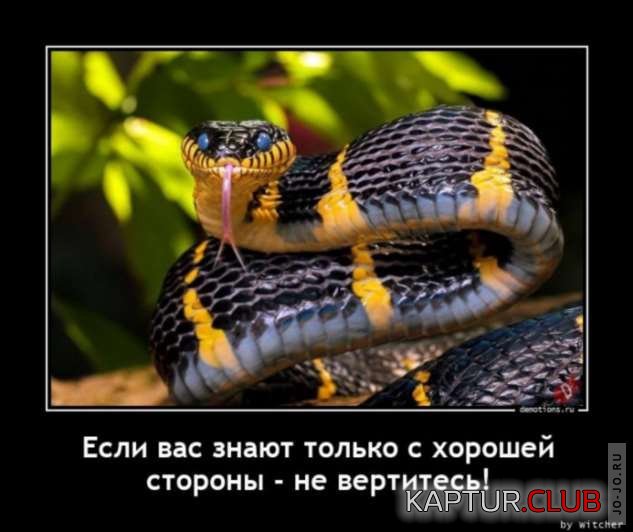 1645042359_zabavatut-za2-01220503022022-16.jpg | Рено Каптур Клуб Россия | Форум KAPTUR.SU
