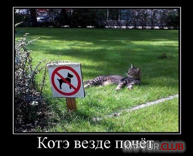 1670491760_1669194118_demki-8.jpg | Рено Каптур Клуб Россия | Форум KAPTUR.SU