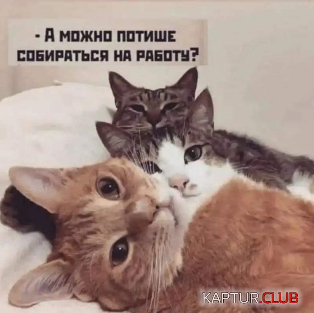 1673781362_234778_4_trinixy_ru.jpg | Рено Каптур Клуб Россия | Форум KAPTUR.SU