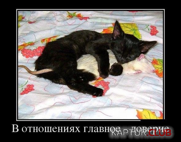 16756767d1f7e217618a9275520_prev.jpg | Рено Каптур Клуб Россия | Форум KAPTUR.SU