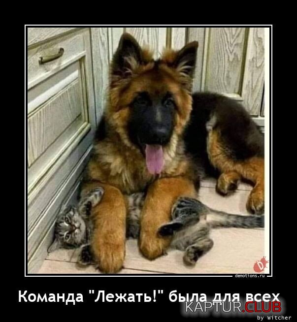 1680766672_1678089747_demotivatory-13.jpg | Рено Каптур Клуб Россия | Форум KAPTUR.SU